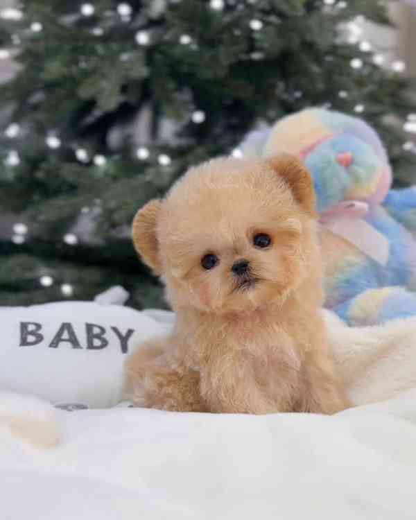 Mini bišonek, na kterého nezapomenete — Podo 🍇 S osobností 