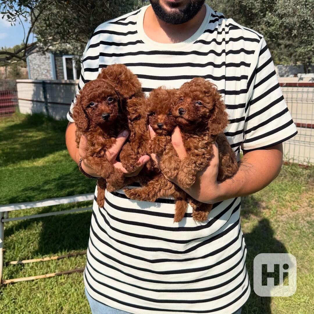 Rozkošná štěňátka toy pudla připravená na svůj trvalý domov! - foto 1