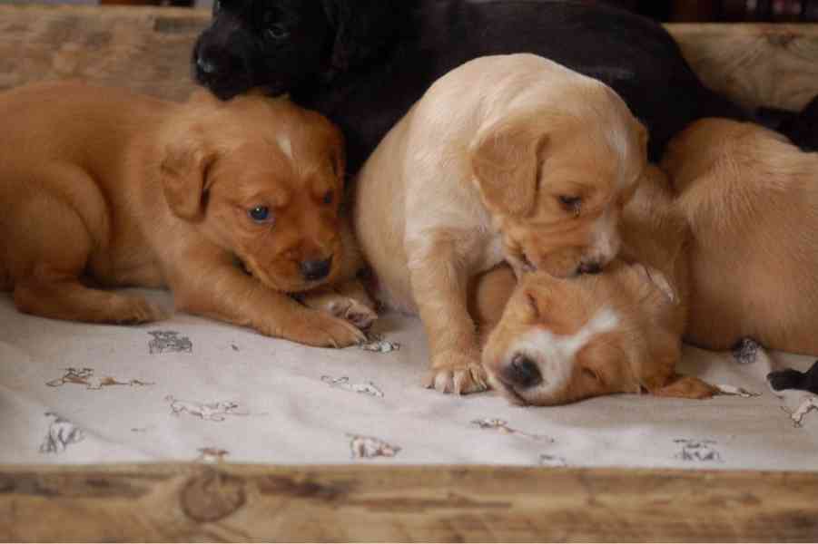 Štěňata kokršpaněla - foto 8