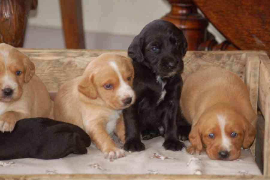 Štěňata kokršpaněla - foto 6