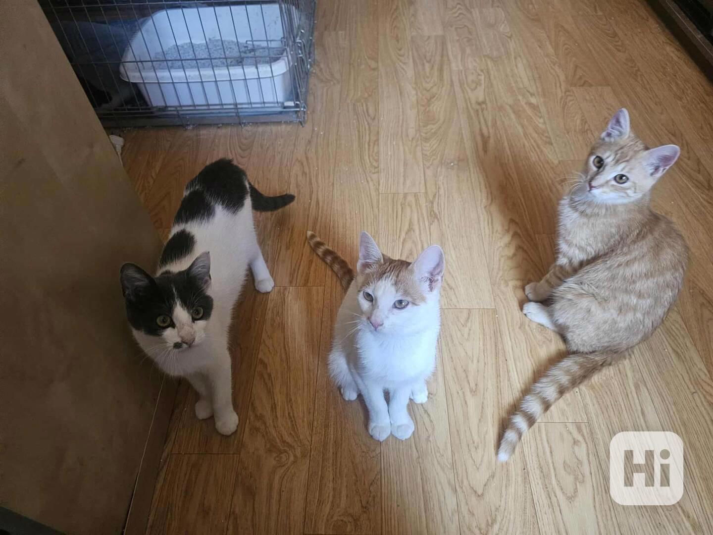 Rodinka od jezera - foto 1