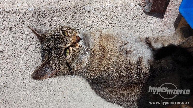 Daruji půlroční koťata - foto 1