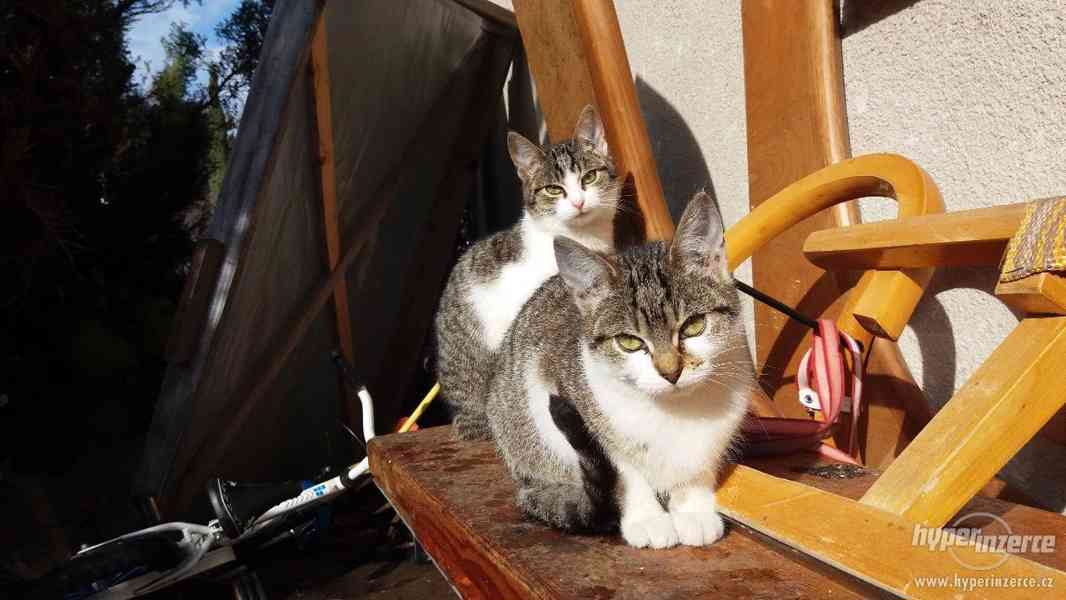 Daruji půlroční koťata - foto 2