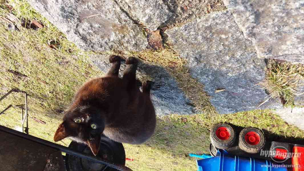 Daruji půlroční koťata - foto 3