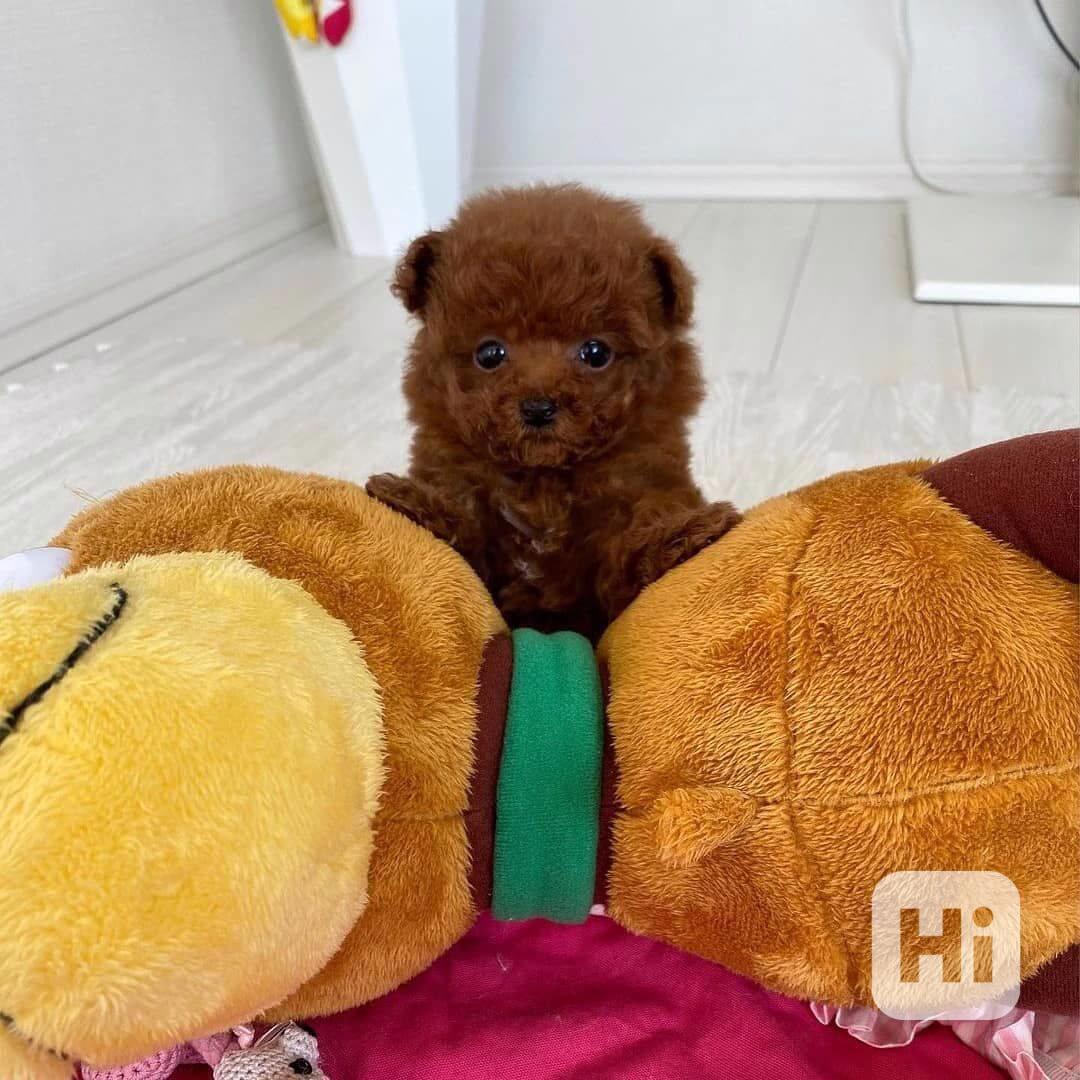 K dispozici nádherná štěňata toy pudla - foto 1