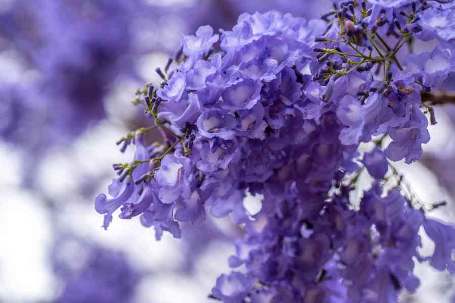 Žakaranda mimózolistá (Jacaranda mimosifolia)-60cm - foto 9