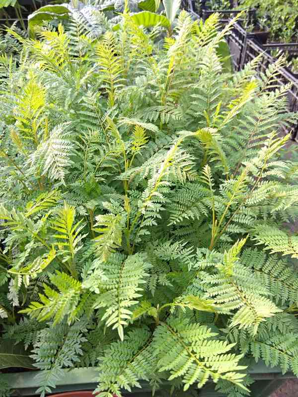 Žakaranda mimózolistá (Jacaranda mimosifolia)-60cm - foto 2