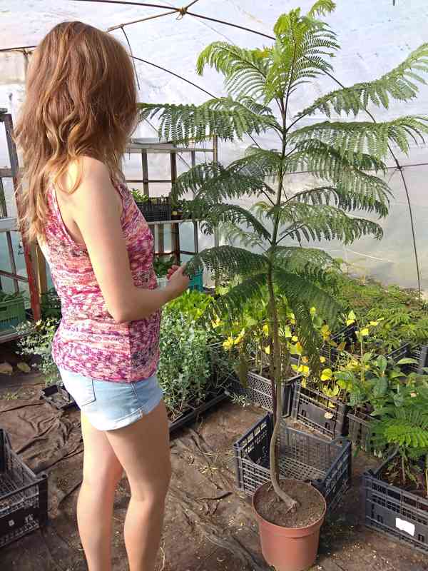 Žakaranda mimózolistá (Jacaranda mimosifolia)-60cm - foto 3