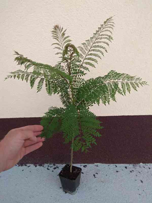 Žakaranda mimózolistá (Jacaranda mimosifolia)-60cm - foto 7