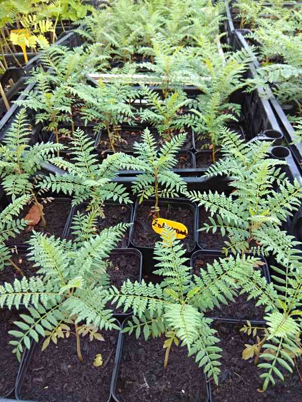 Žakaranda mimózolistá (Jacaranda mimosifolia)-60cm - foto 1