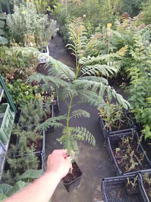 Žakaranda mimózolistá (Jacaranda mimosifolia)-60cm - foto 6