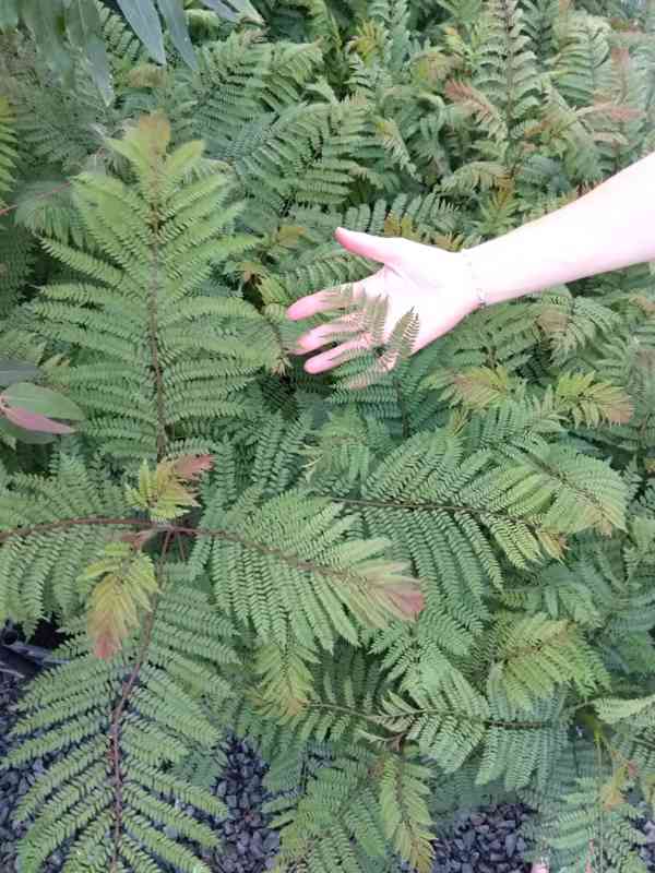 Žakaranda mimózolistá (Jacaranda mimosifolia)-60cm - foto 4