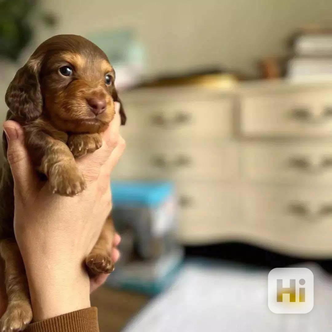 Dashund Puppy looking for a loving family  - foto 1