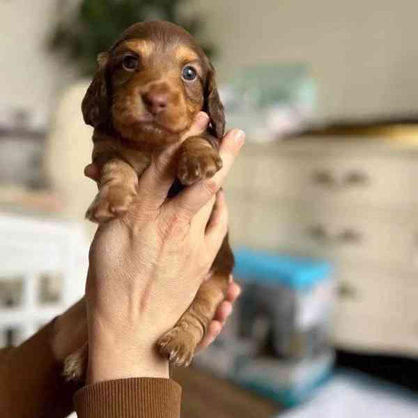 Dashund Puppy looking for a loving family  - foto 4