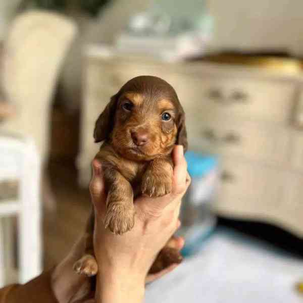 Dashund Puppy looking for a loving family  - foto 2