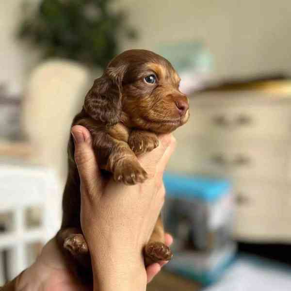 Dashund Puppy looking for a loving family  - foto 3