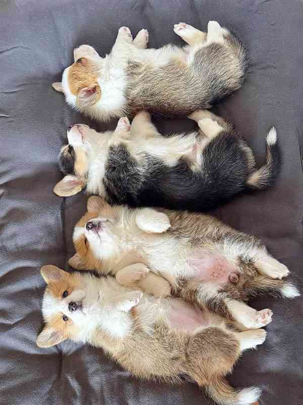 Rozkošná štěňátka k adopci a k přemístění. - foto 2