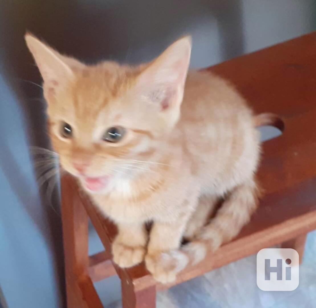 Rezavý Malý Filípek – démon je 2,5měsíční domácí, milý, - foto 1