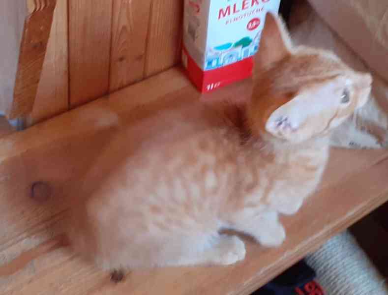 Rezavý Malý Filípek – démon je 2,5měsíční domácí, milý, - foto 6