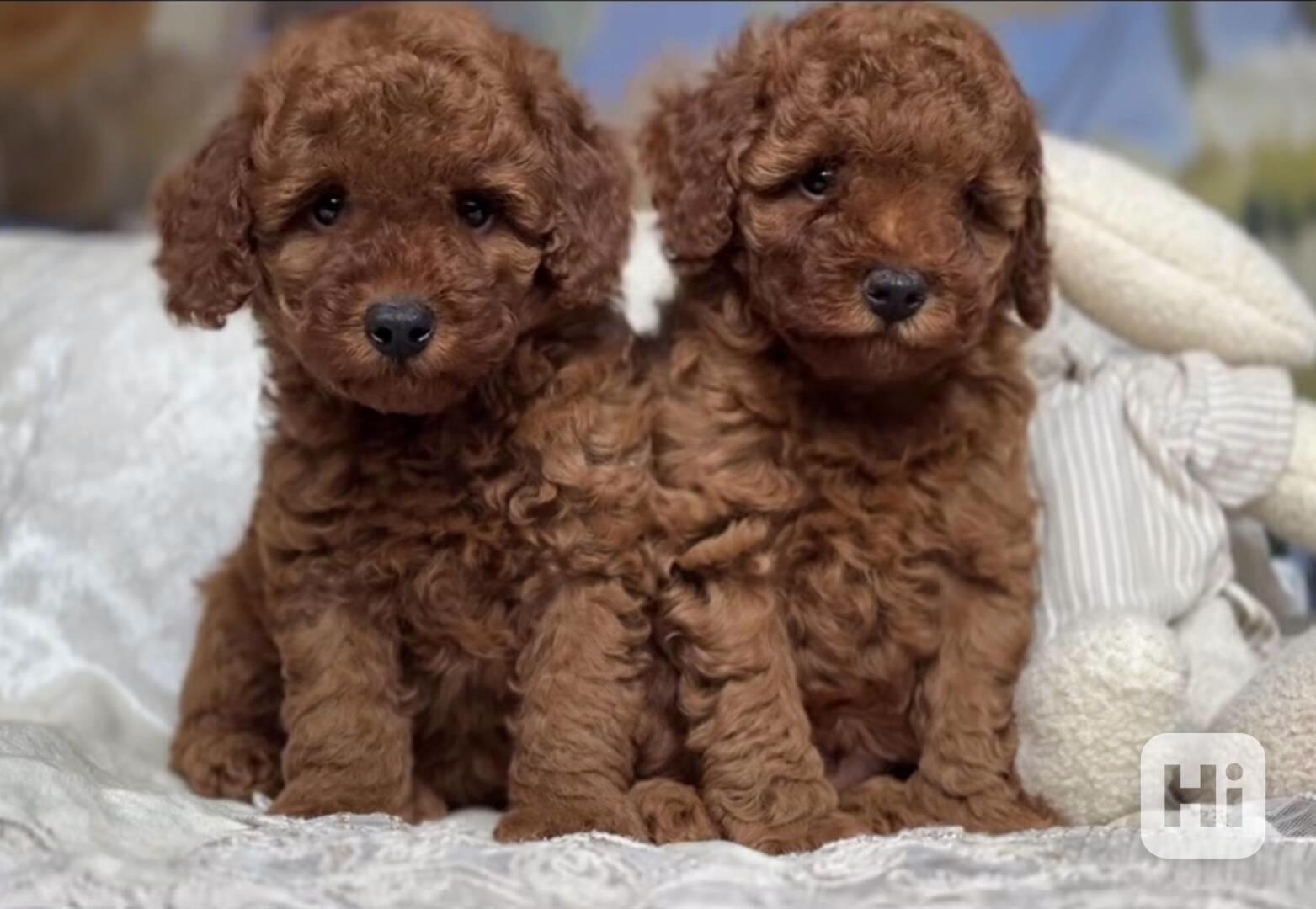 Červená hračková miminka (1 chlapeček a 1 holčička) - foto 1