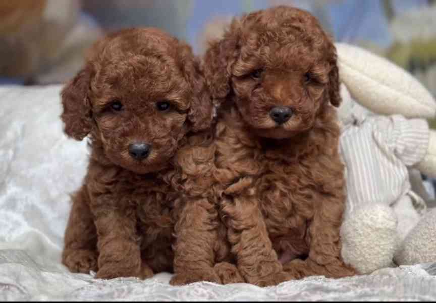 Červená hračková miminka (1 chlapeček a 1 holčička) - foto 7