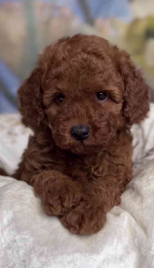 Červená hračková miminka (1 chlapeček a 1 holčička) - foto 4