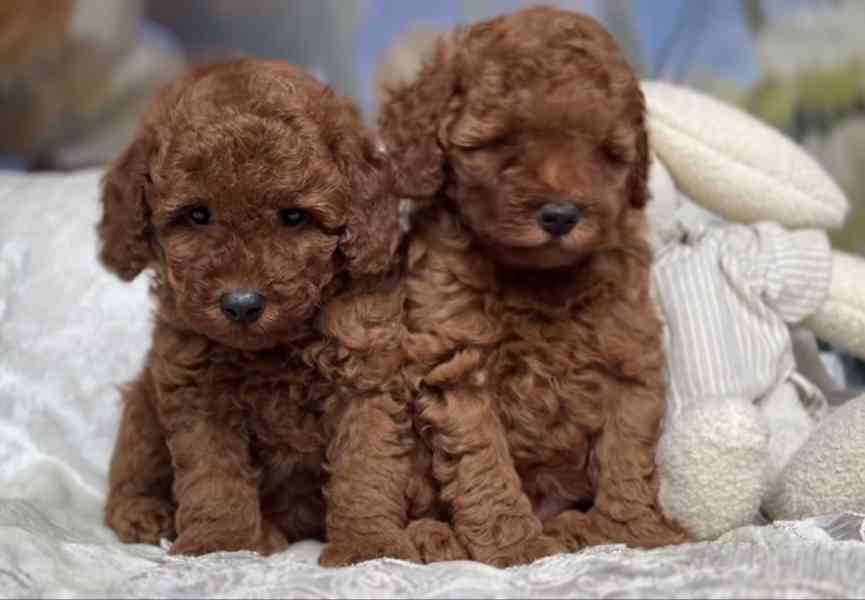 Červená hračková miminka (1 chlapeček a 1 holčička) - foto 6