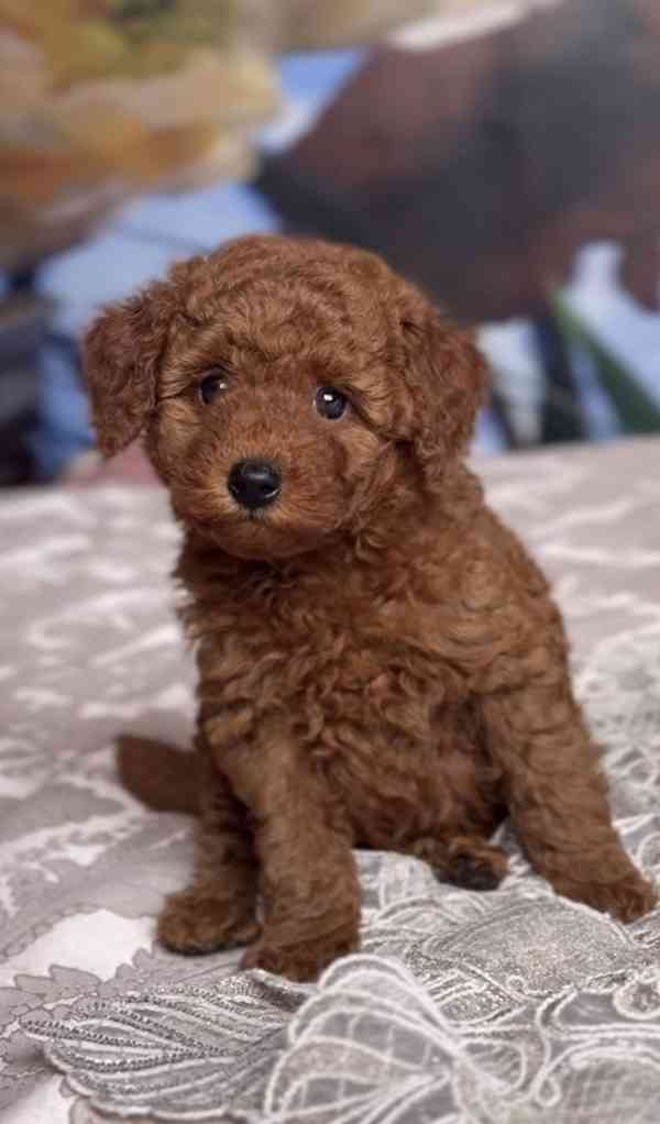 Červená hračková miminka (1 chlapeček a 1 holčička) - foto 3