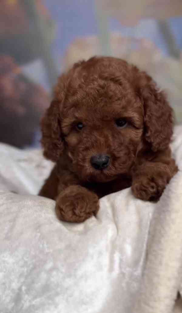 Červená hračková miminka (1 chlapeček a 1 holčička) - foto 5