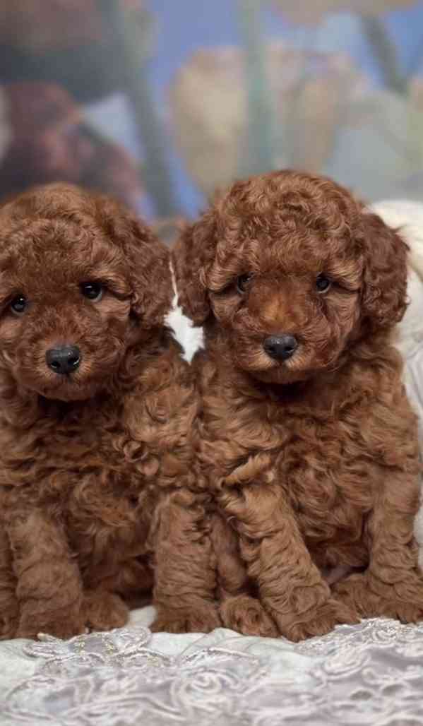 Červená hračková miminka (1 chlapeček a 1 holčička) - foto 2