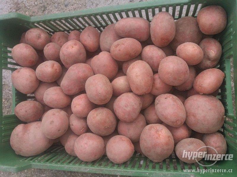 Červené brambory - foto 1