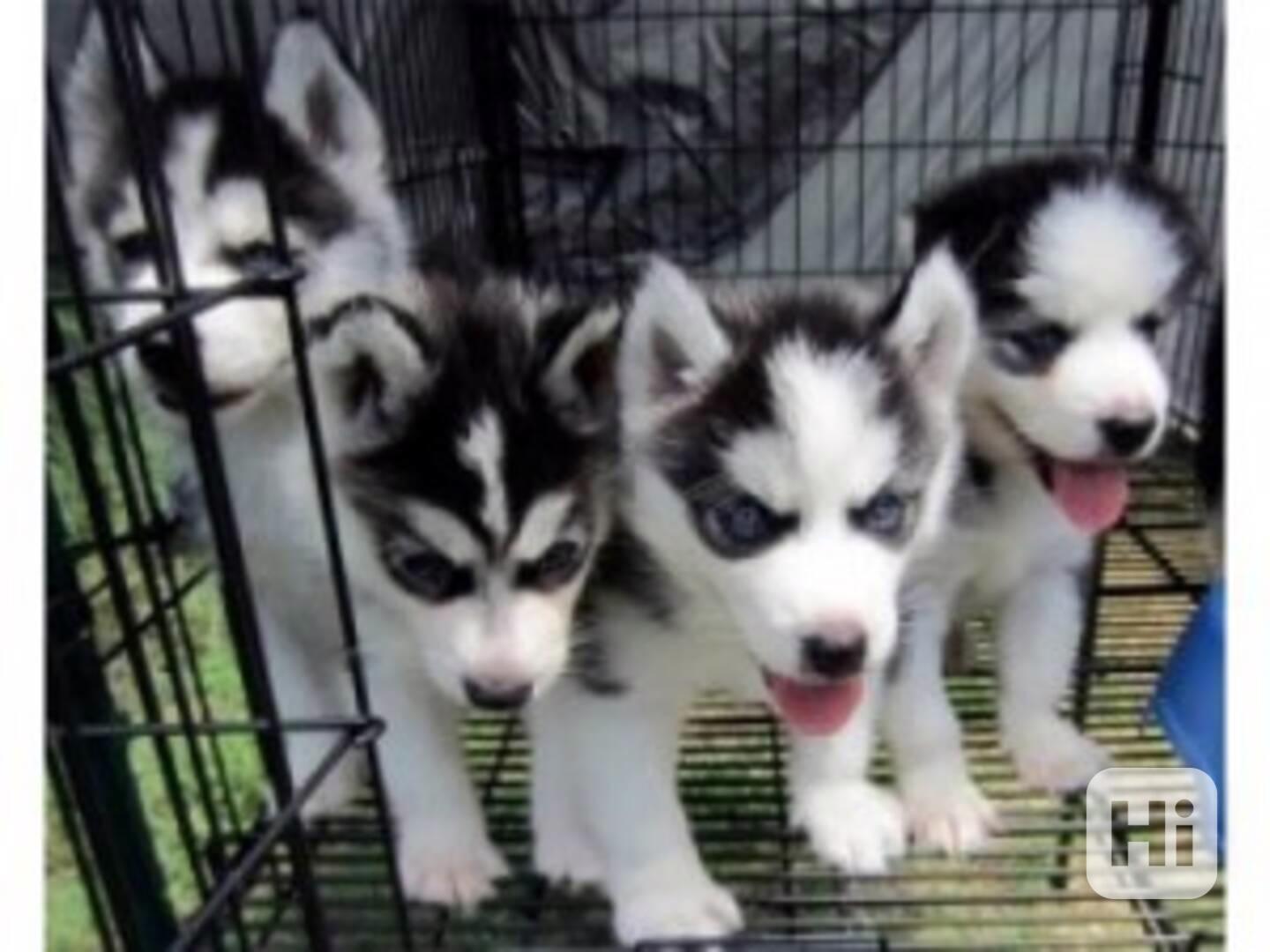 Dobře socializovaný sibiřský husky Štěňata čistokrevného - foto 1