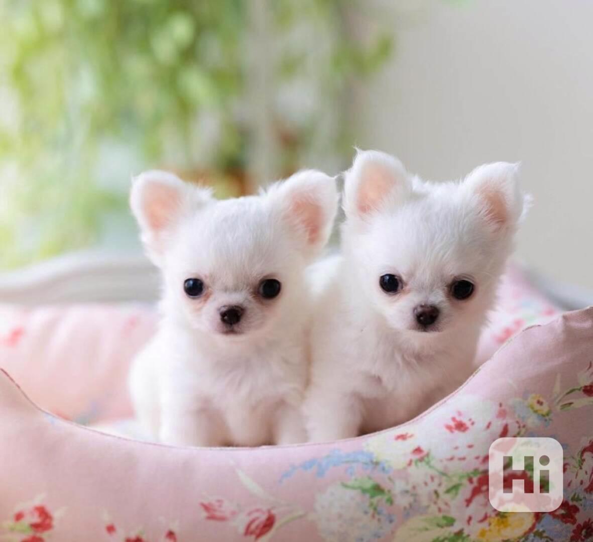 Úžasná štěňata Čivava, samec a samice - foto 1