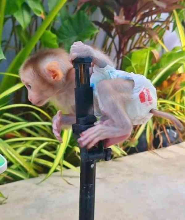 Mládě kapucínské opice k adopci zdarma - foto 1