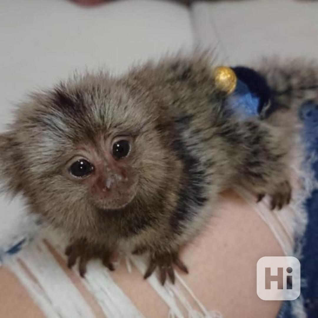 Dvě krásné kosmani - foto 1