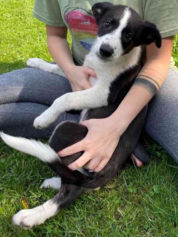 Štěňátka Border Kolie - foto 2