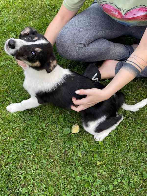 Štěňátka Border Kolie - foto 3