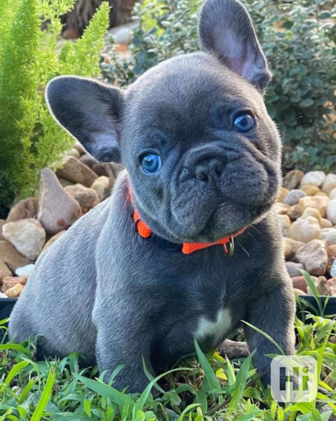 Štěňata francouzského buldoka - foto 1