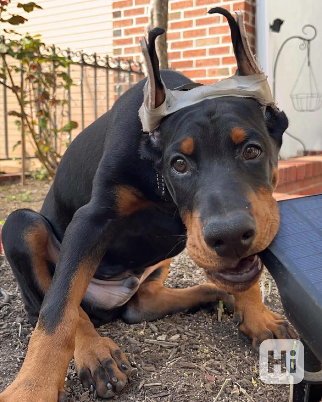 Adoptujte si ho, prosím - foto 1