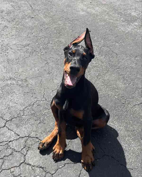 Adoptujte si ho, prosím - foto 3