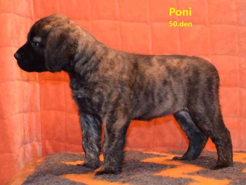 Boerboel štěně s FCI PP - foto 3