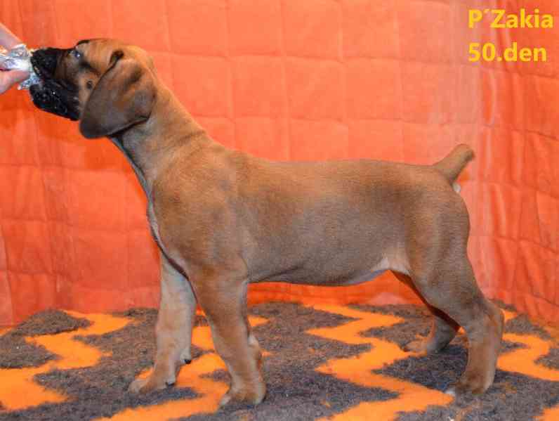 Boerboel štěně s FCI PP - foto 5