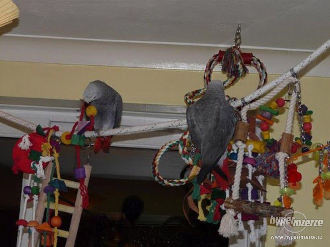 Papoušek žako kongo - foto 1