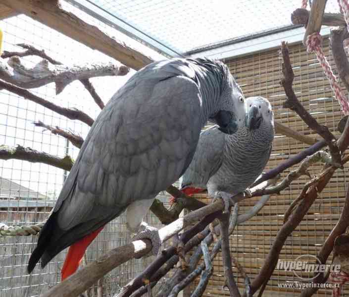 Papoušek žako kongo - foto 2