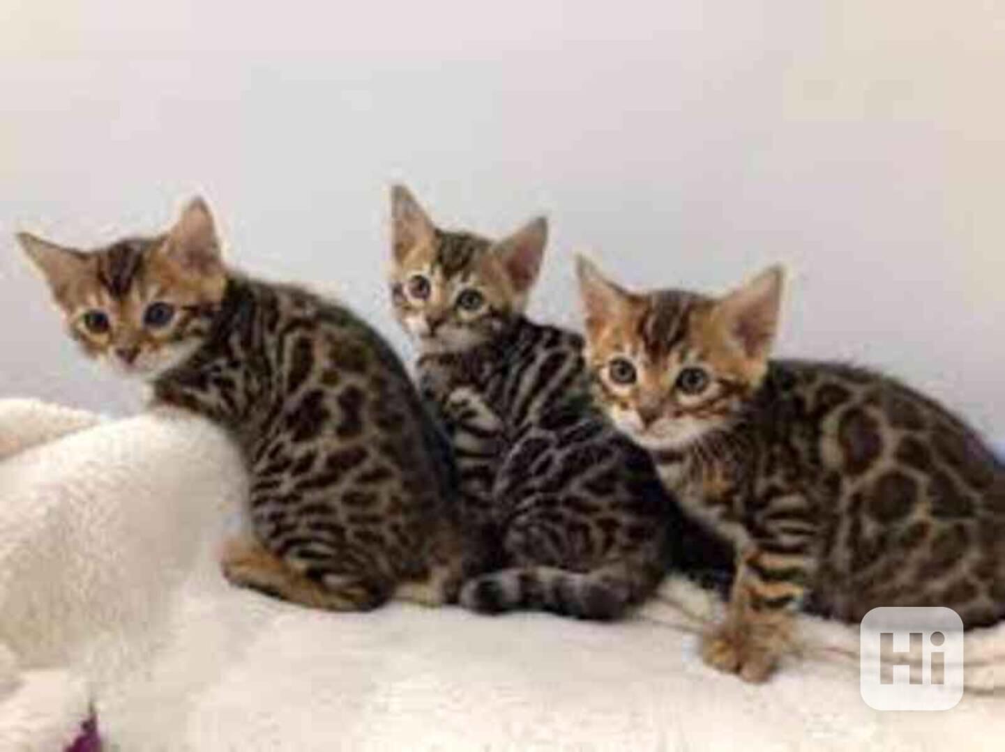 roztomilá  bengálská koťátka k adopci - foto 1
