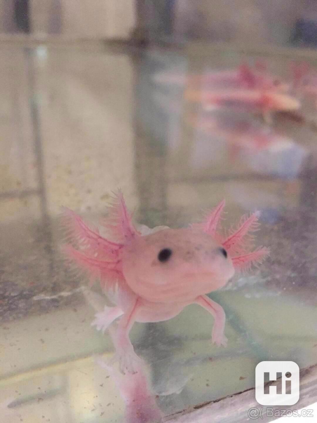Axolotl mexický - leucistický  - foto 1