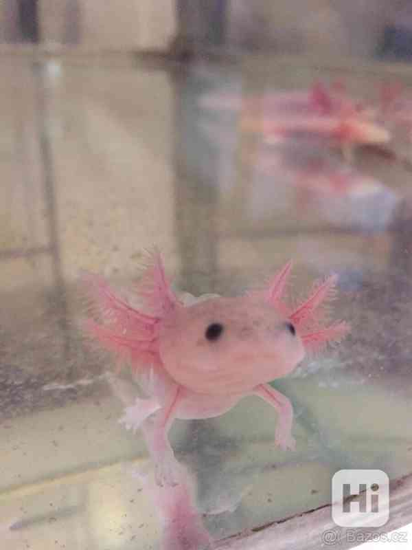 Axolotl mexický - leucistický 