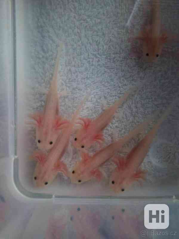 Axolotl mexický - leucistický  - foto 2