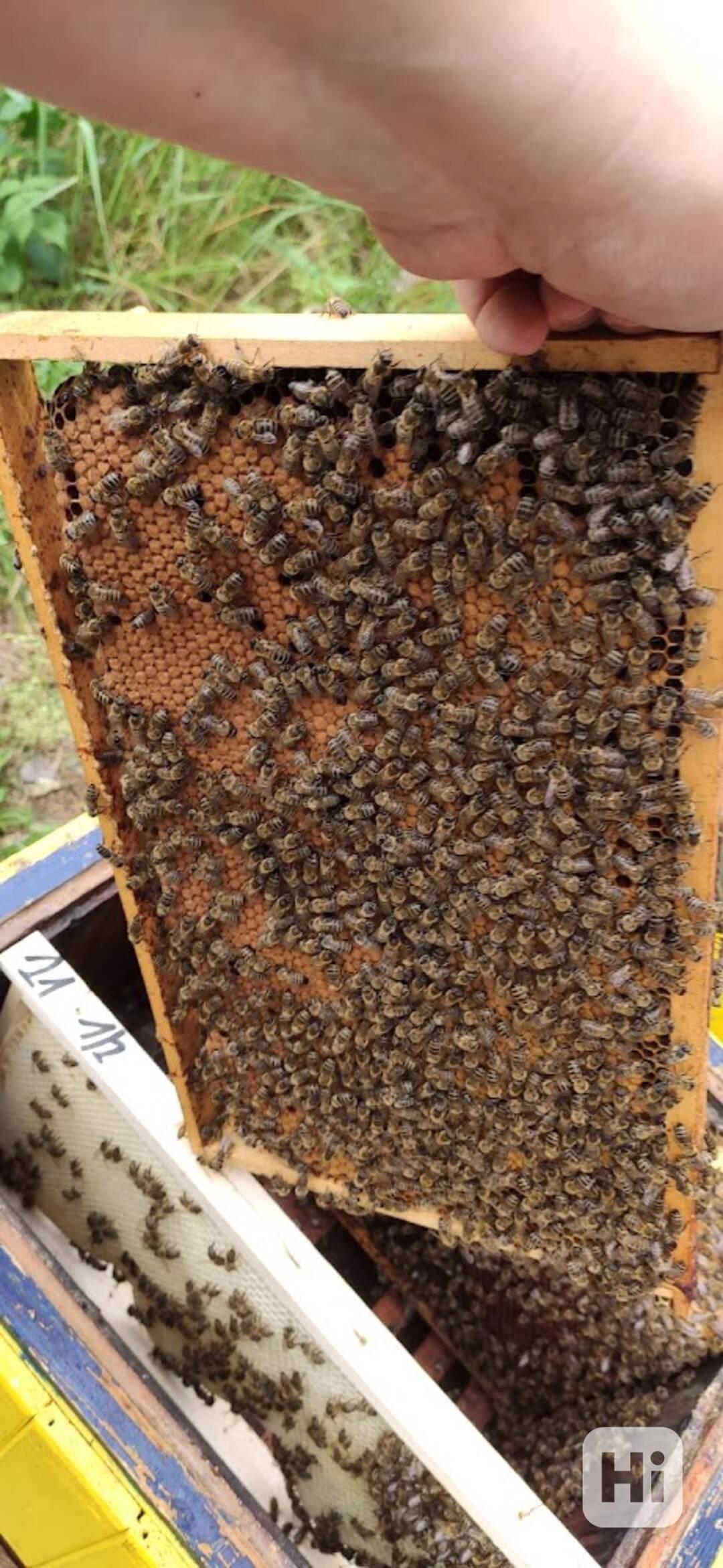 Kvalitní včelí oddělky 39x24, 2024 - foto 1