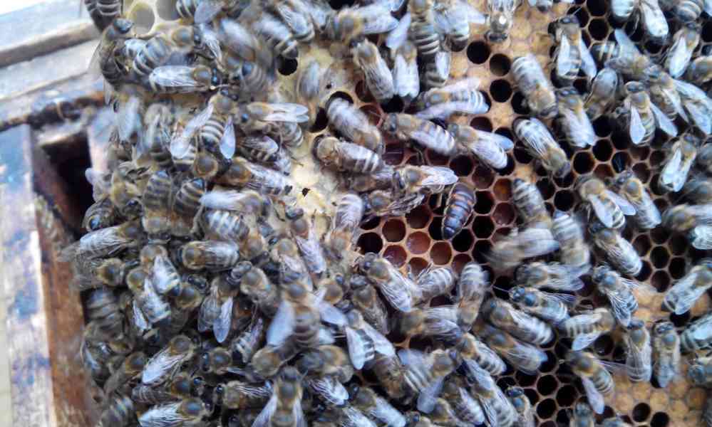 Kvalitní včelí oddělky 39x24, 2024 - foto 2